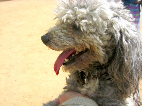 貴賓犬