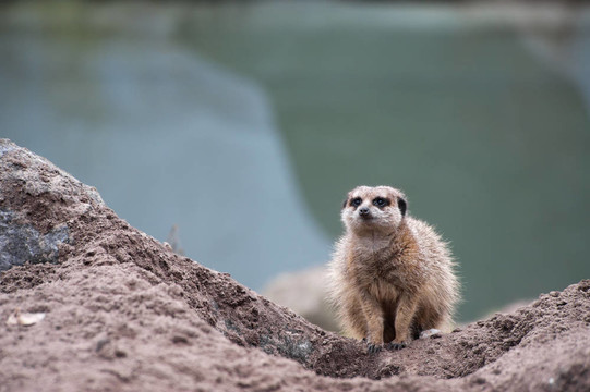 貓鼬（項目Suricata suricatta）