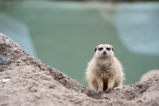 貓鼬（項(xiàng)目Suricata suricatta）