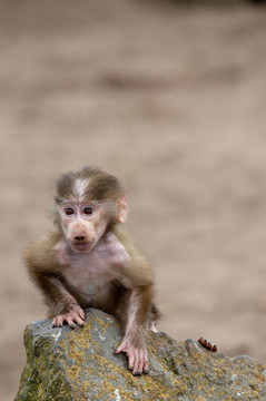 可愛寶貝Hamadryas Baboon