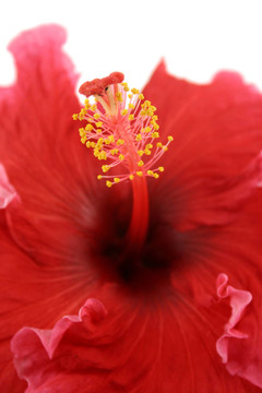 芙蓉2