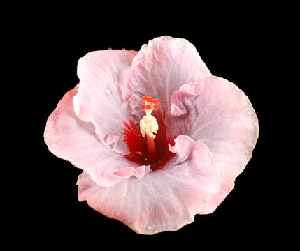 雨滴芙蓉
