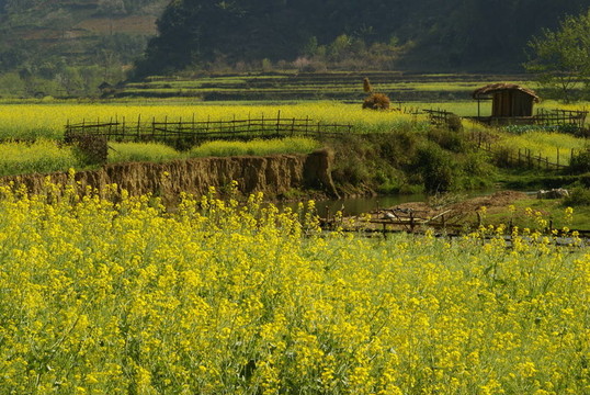 農(nóng)舍和黃色的花卉農(nóng)場(chǎng)