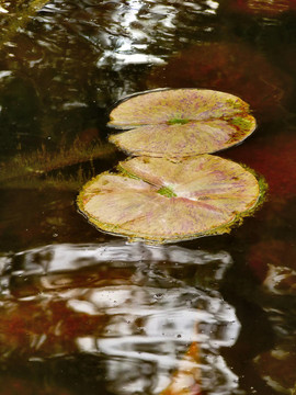 兩個(gè)冬季水百合墊