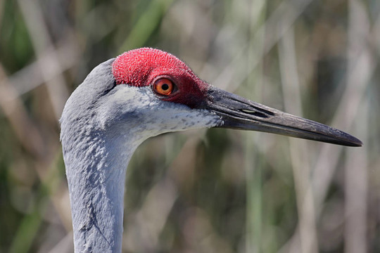 沙丘鶴（Grus canadensis）