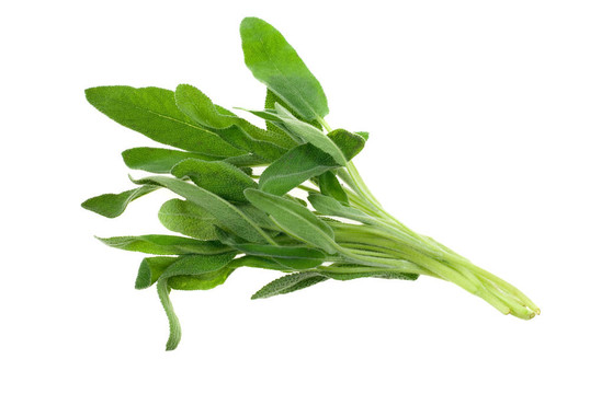 鮮食草