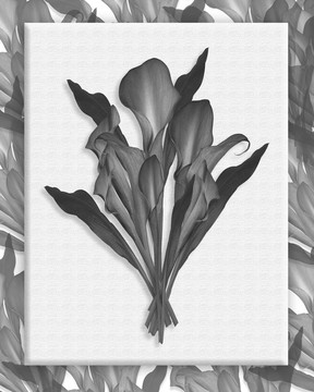 黑色和白色的馬蹄蓮百合花束