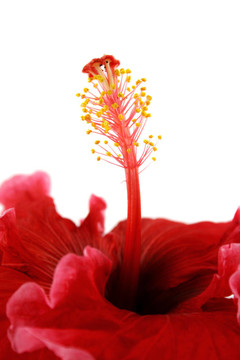 芙蓉2雄蕊