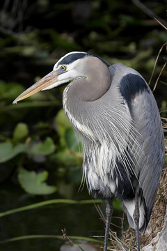 大藍(lán)鷺（Ardea herodias）