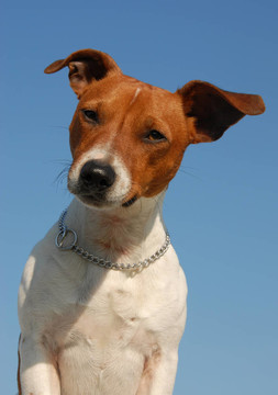 jack russel梗