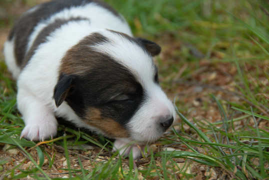 小狗jack russel梗
