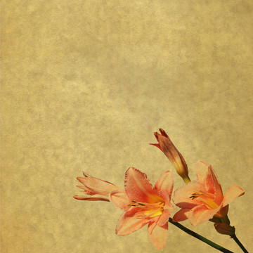 花卉背景的粉紅色daylilys