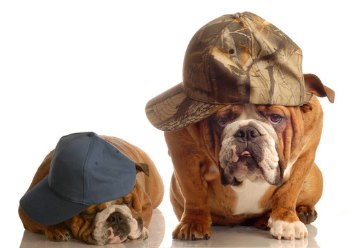英國斗牛犬的家伙