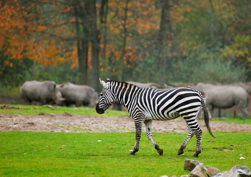 在野生動物園里的斑馬