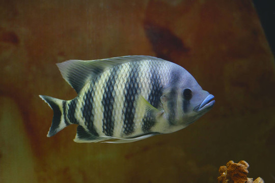 水族箱中的大熱帶魚