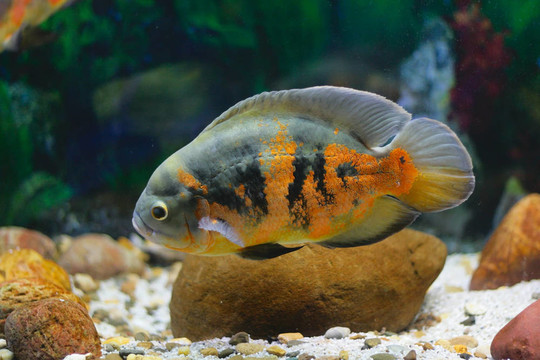 水族箱中的大熱帶魚