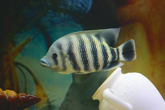 水族箱中的大熱帶魚