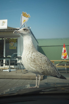 饑餓的海鷗