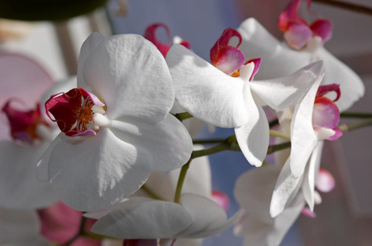 蘭花