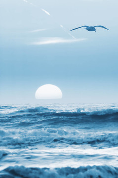 海鷗和日落