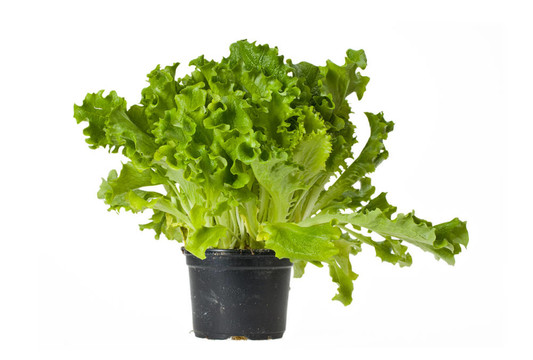 生菜