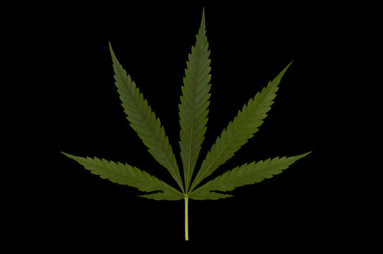 孤立的大麻葉