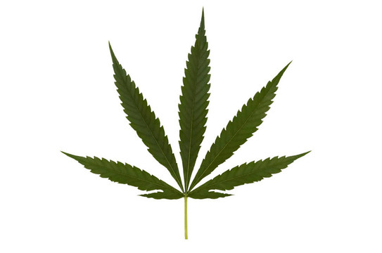 孤立的大麻葉