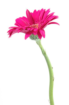 粉紅色的格柏雛菊