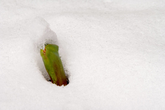 在雪中發(fā)芽的郁金香