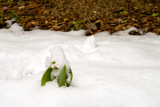 在雪中發(fā)芽的郁金香