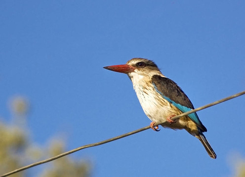 dsc_3430_woodland kingfisher_1