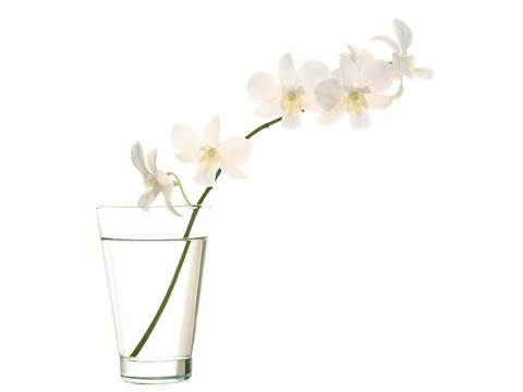 蘭花在花瓶