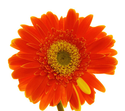 Gerber的花
