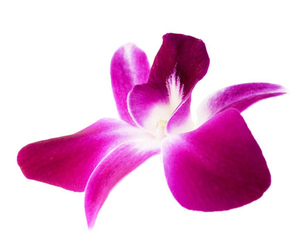 蘭花
