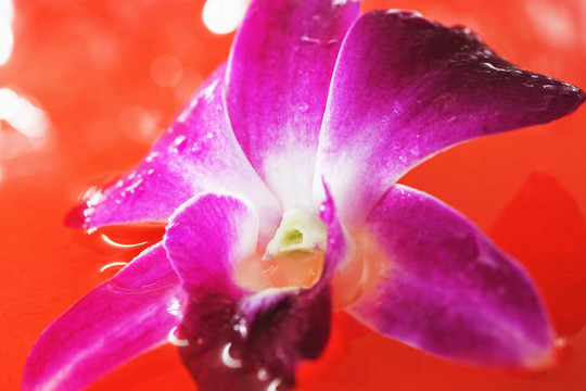 紅水蘭花