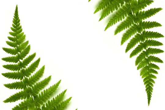 蕨類植物的框架