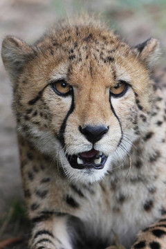 一只獵豹Acinonyx jubatus畫像
