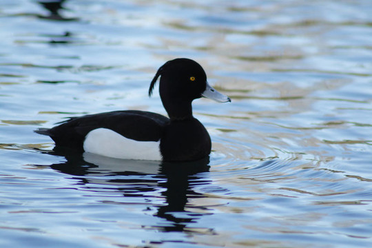 雄性鳳頭潛鴨