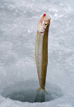 鉤2上的魚
