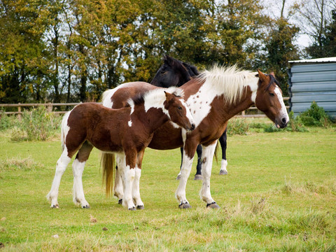 Foal和媽媽