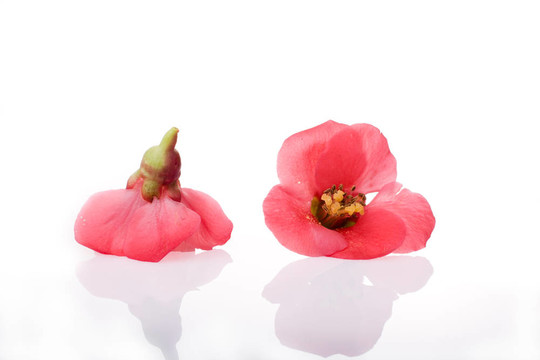 兩個(gè)紅色的花