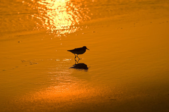 夕陽下的淺鳥