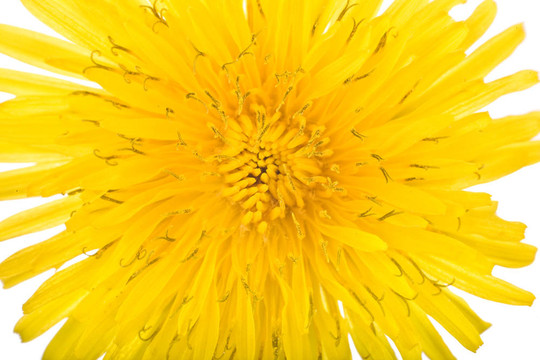 陽光明媚的苦菜花