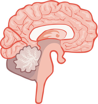 腦