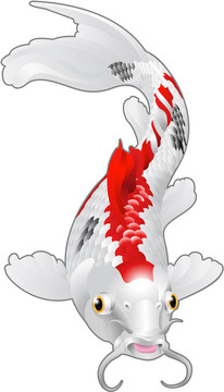 東方錦鯉魚