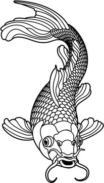 錦鯉的黑色和白色的魚