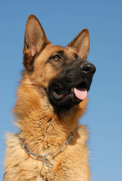 德國牧羊犬