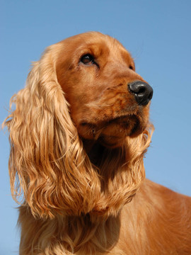 英國(guó)可卡犬的畫像