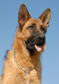 德國(guó)牧羊犬