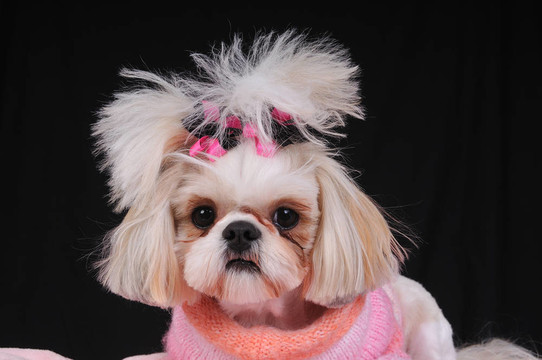 西施犬